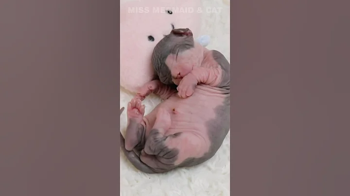 Watch the video about Falling love this cute sphynx baby❤️