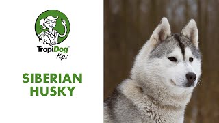 Siberian Husky by TropiDog 267 views 2 years ago 15 minutes