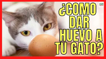 ¿Los gatitos pueden comer huevos?