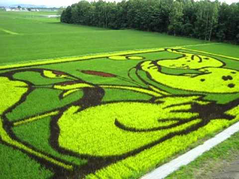 H23.7.23 旭川市の田んぼアート2011