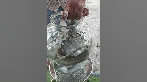 Rắn hổ ngâm rượu còn sống ....Cái kết???