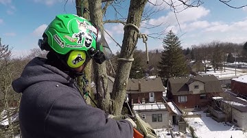 Real Tree Work Vol. 1  |  Climbing and Rigging Dead Ash Trees 2019 | Arborist Adventures