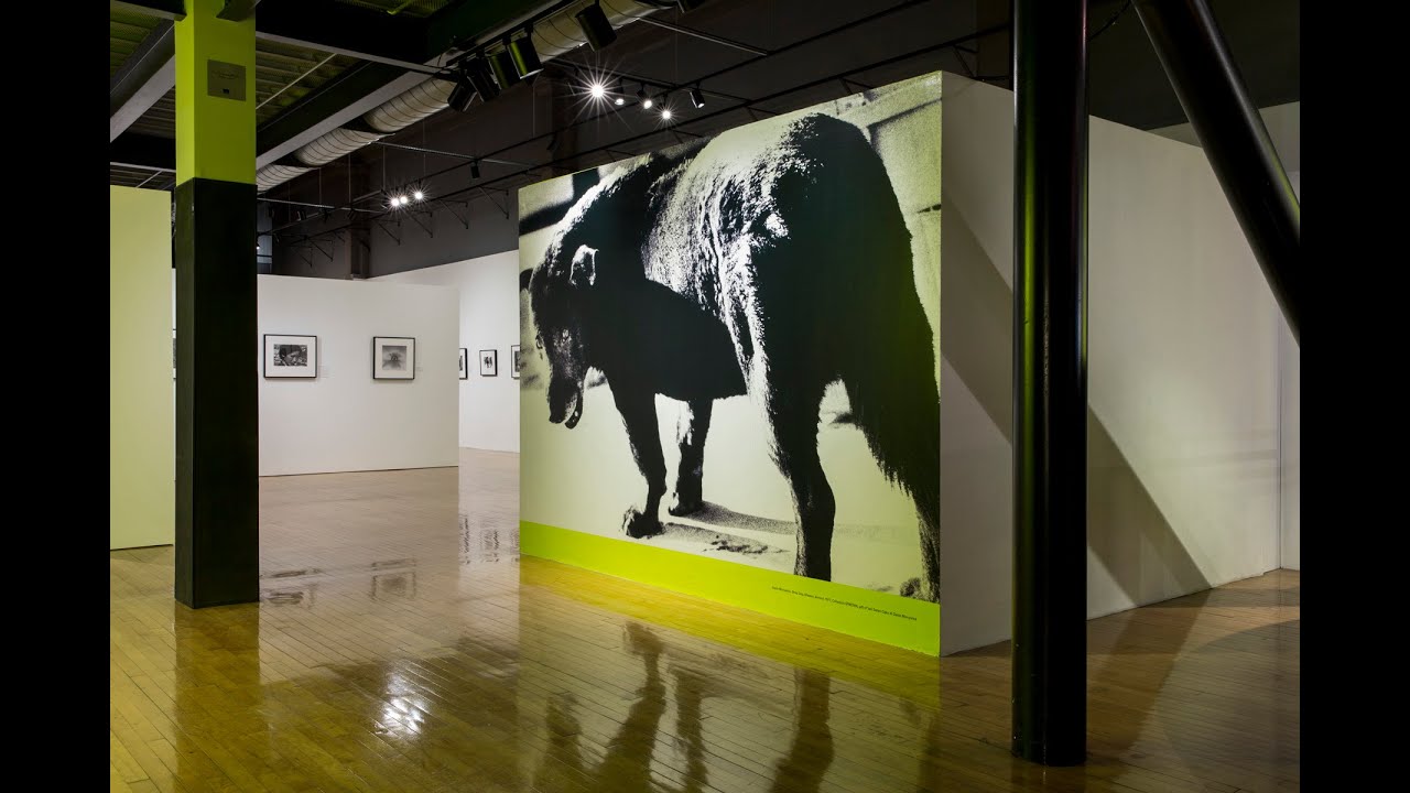 The Provoke Era: Japanese Photography from the Collection of