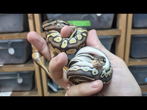 Baby Ball Pythons! Super OD ultramel X black pastel lesser het ultramel!