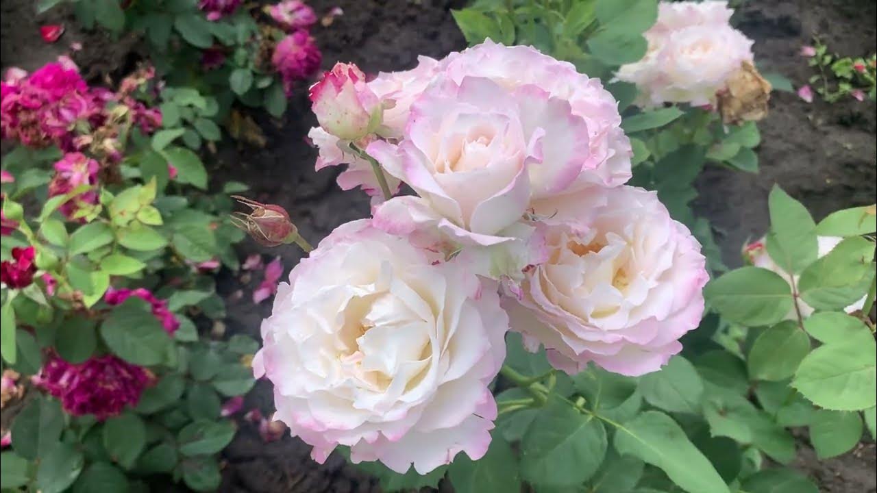Роза серафима фото и описание