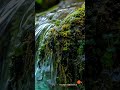 Zen Relaxation Music & Water Sound #relaxing #water #nature #meditation #soothingrelaxation