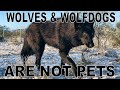 CZECHOSLOVAKIAN WOLFDOG - The Ultimate Guide / Animal Watch