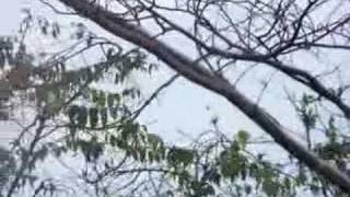 Howler Monkeys 2
