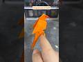 Origami art #art #diy #craft #origami #shorts #youtubeshorts #trendingshorts #trending #fyp #explore