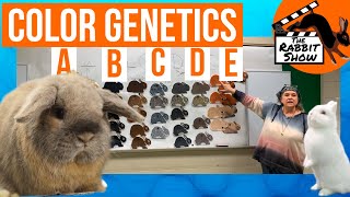 Beginner's Guide to Rabbit Color Genetics by Laura Lyon at the Michigan State Rabbit School