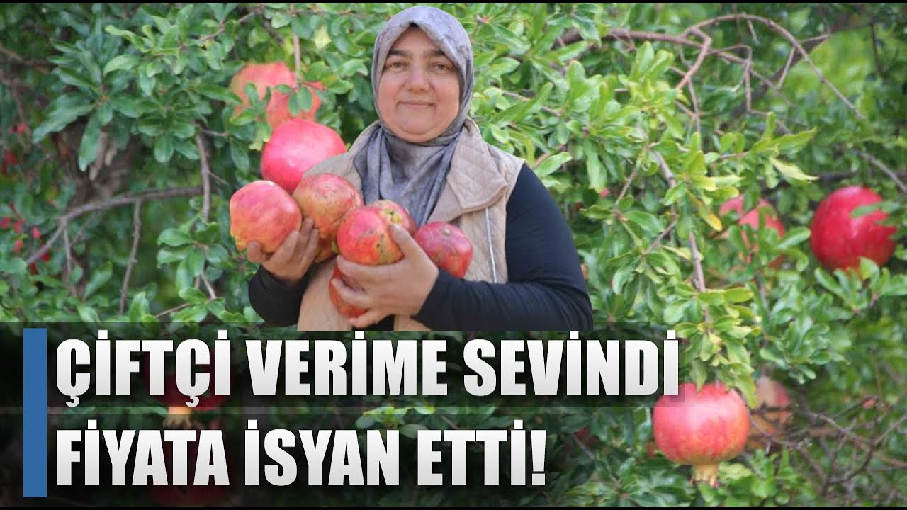 Çiftçi Verime Sevindi Fiyatlara İsyan Etti! Deve Dişi Narı / AGRO TV HABER