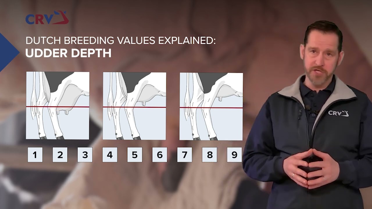 Udder Depth