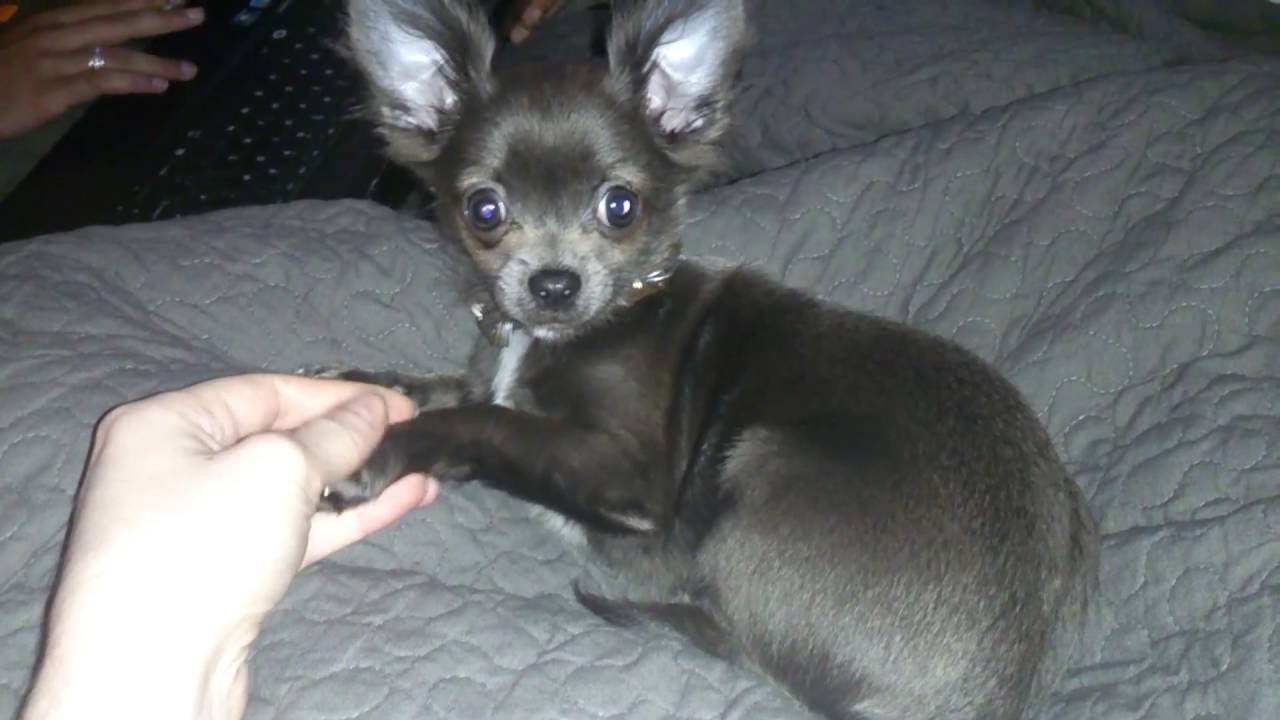 gray chihuahua