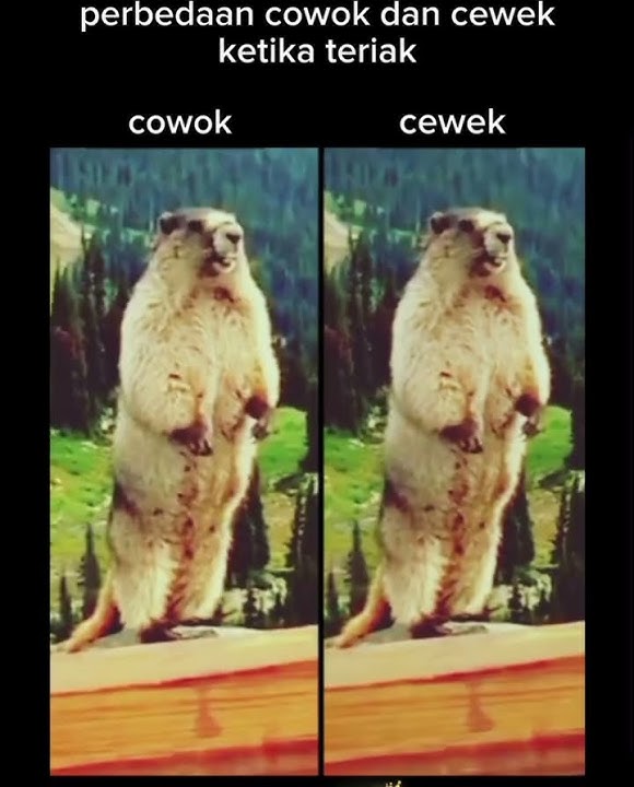 Perbedaan suara cowok dan cewek ketika teriak 😅😂
