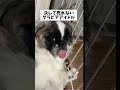 【売れないグラビアアイドル】ペキニーズ