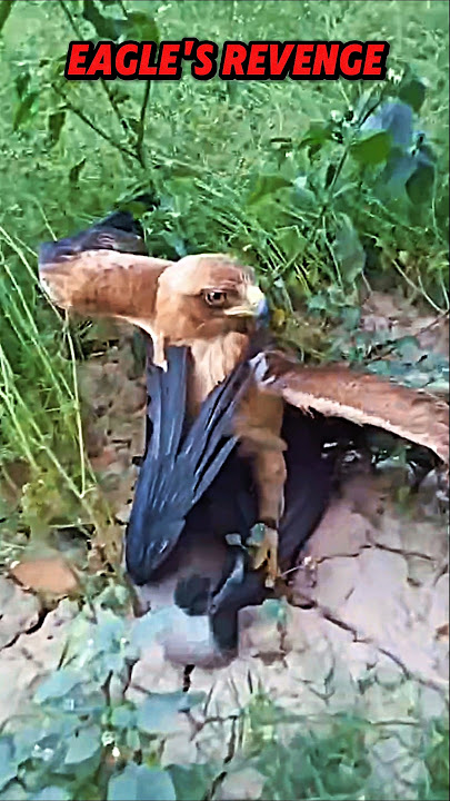 eagle vs crow #trending #wildlife #animals #youtube #eagle #crow #birds #revenge #shorts #short