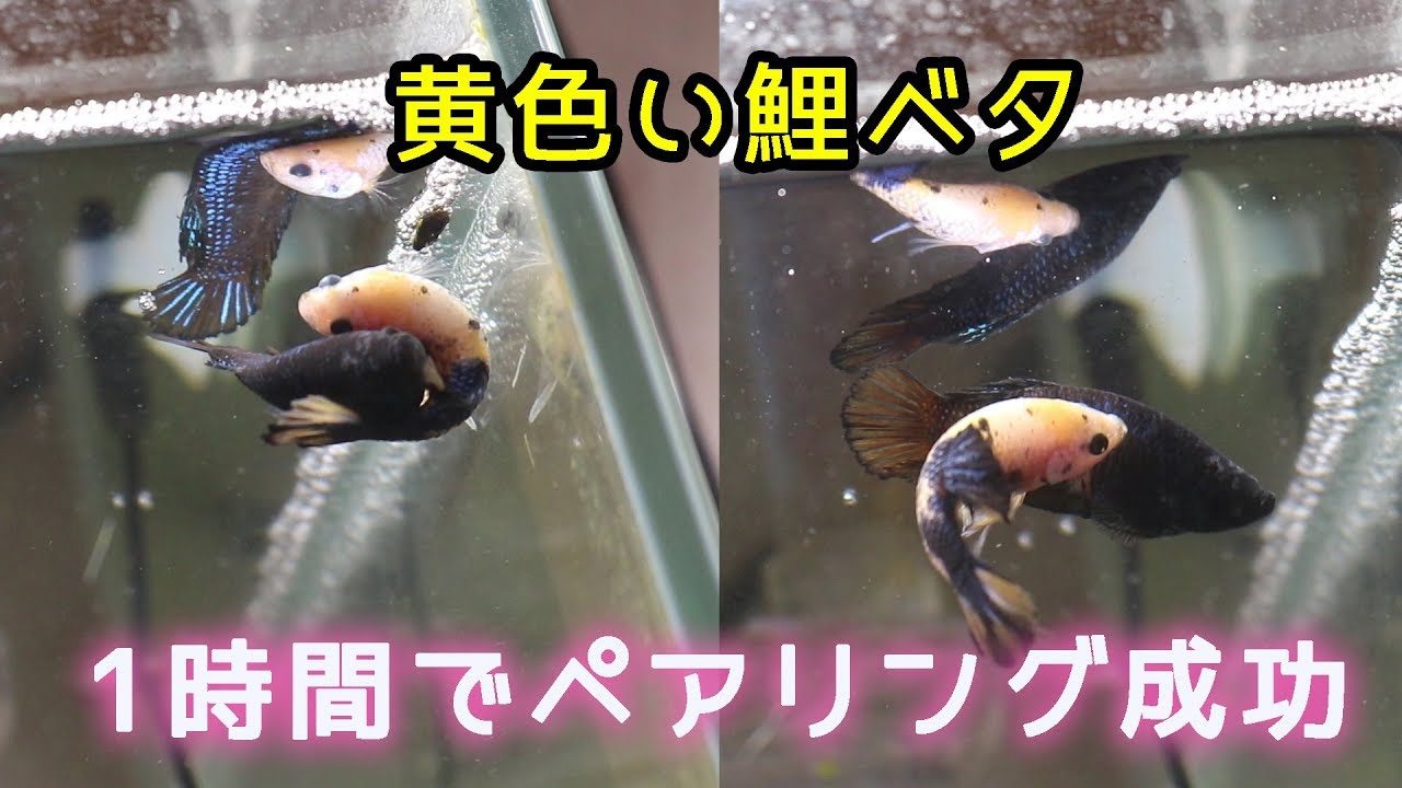 繁殖 仲良し 最速 ベタ Youtube