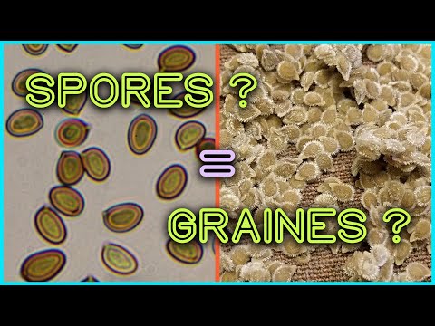 Vidéo: Spores et mycélium de champignons