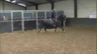 **SOLD TO UK** Valano x Voltaire x Darco x Zeoliet ~ Ridden flatwork