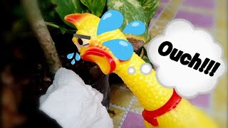 Why This Chicken Cried: A MustWatch!