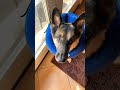 TPLO Surgery Recovery ~ Week One ~ Day 2 ~ Karma The German Shepherd Gets Vacuumed! #shorts