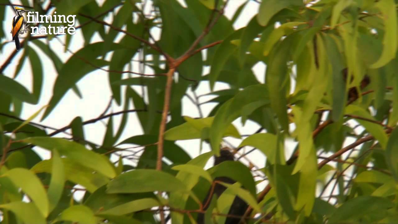 Blue faced malkoha 