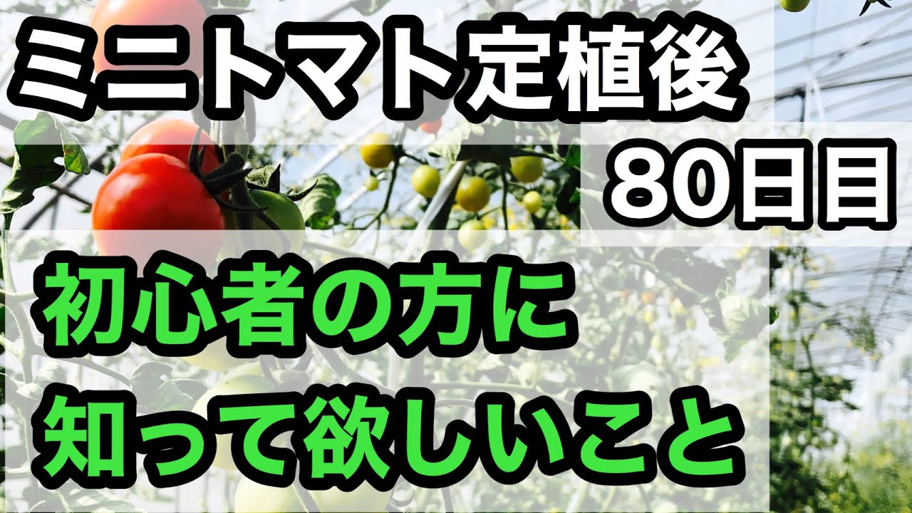 定植80日後のミニトマトの解説 初心者の方必見 Youtube