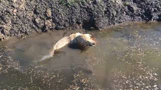 Собака лабрадор Тафгай купается в воде в канаве и прыгает за палкой