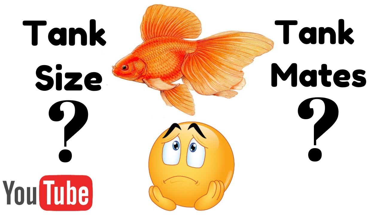 Image showcasing Tank Size & Tank Mates For Goldfish - YouTube