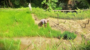 Hard Work: Uprooting Rice Seedlings for the New Season _FarmersLife _Shorts