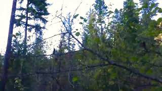 medical marijuana Harvest