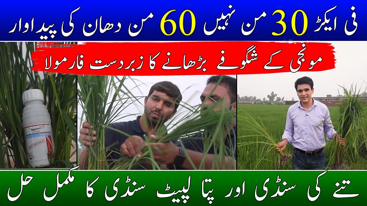 انسیپیو – دے تنے کی سنڈی اور پتہ لپیٹ سنڈی سے حفاظت