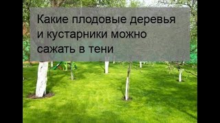 Какие плодовые деревья и кустарники можно сажать в тени