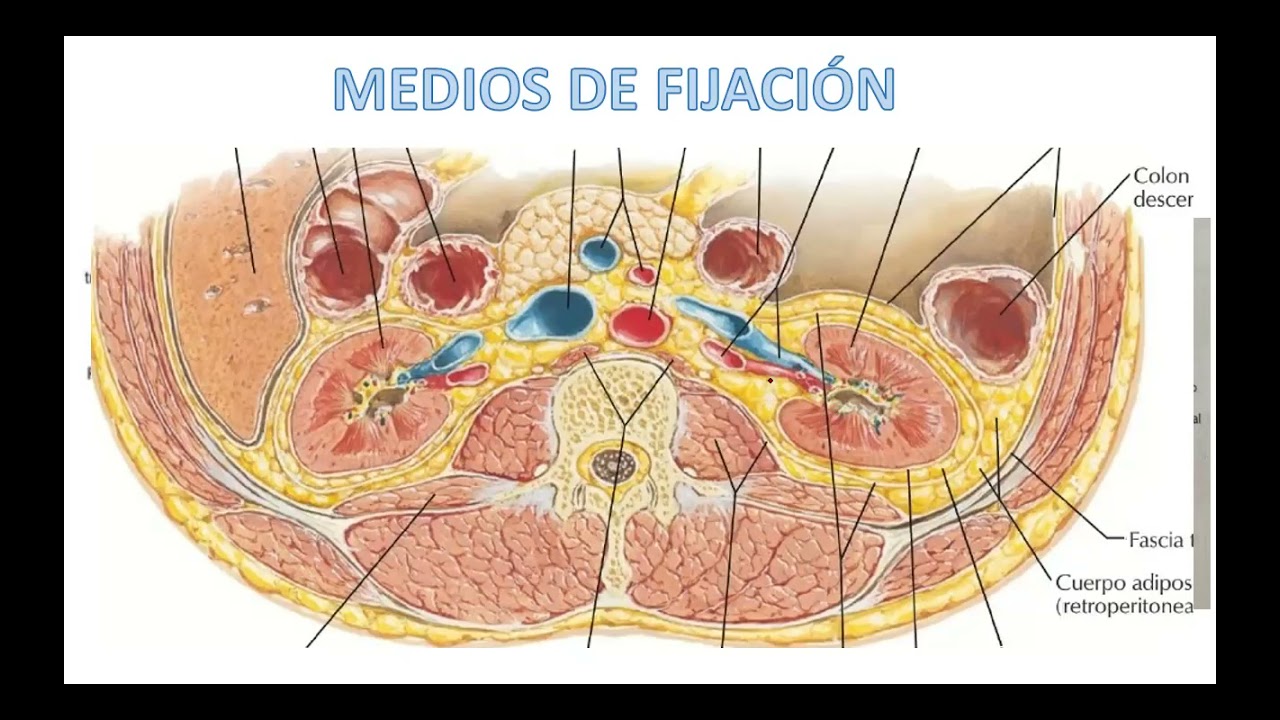 Medio De Fijacion De Los Riñones