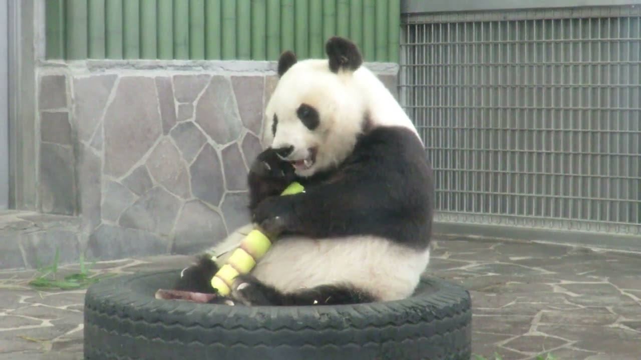 May 3, 2019 [Selection] Bamboo Shoot Panda - YouTube