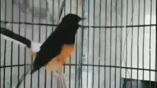 Masteran Murai Suara Mewah Sepid Rapat