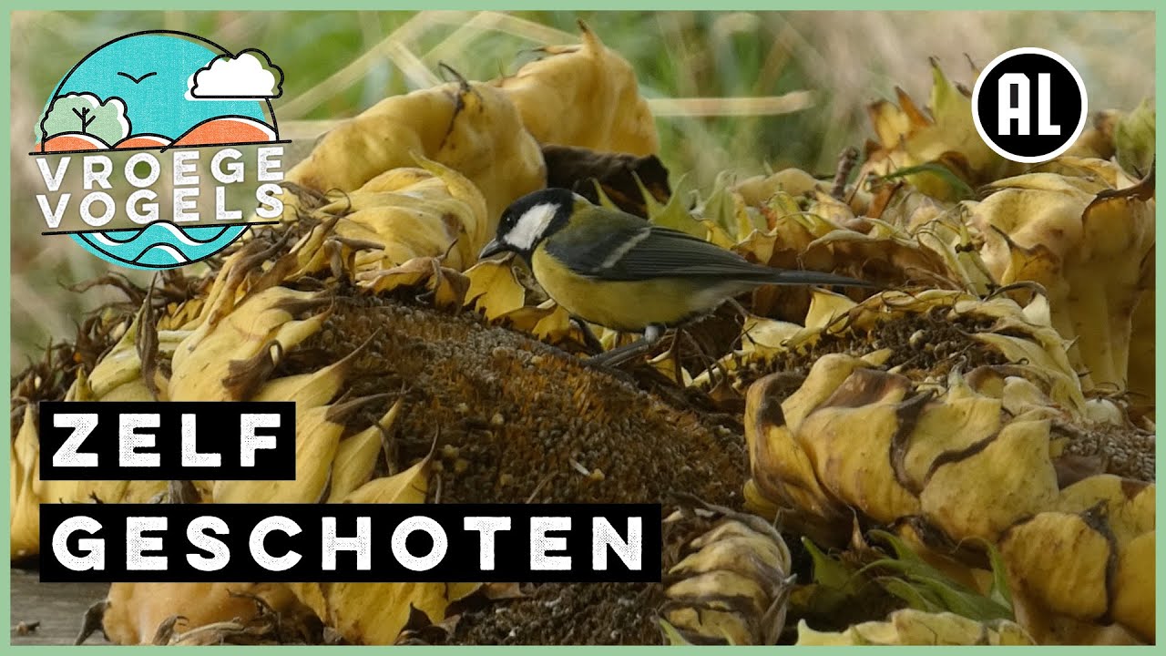 Koolmezen snoepen van zonnebloemen Zelf Geschoten Vroege Vogels YouTube Koolmezen snoepen van zonnebloemen Zelf Geschoten Vroege Vogels YouTube