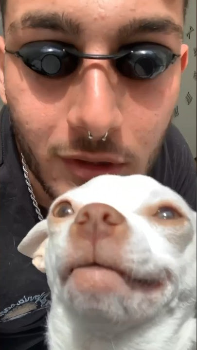 My nose said Game Over 🥵 #chiuahua #mreviatar #nikiozeri #angrychihuahua