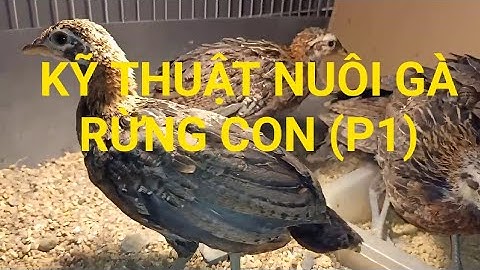 Phần 1. KỸ THUẬT NUÔI GÀ RỪNG CON: GÀ 21 NGÀY TUỔI - NHẬN DIỆN 100% CHA RUỘT