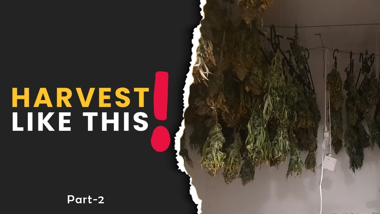 Went from '2lbs' TO '45lbs' With Mult Harvesting! (PART 2)