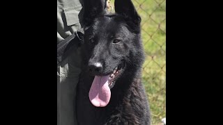 [ARCHIVE] Meet Magic: Our Newest K9 - San Diego County Sheriff's Department