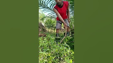 Harvesting cassava part 939 #shorts #farming #cassava #nature  #cassavaroots #cassavafarming