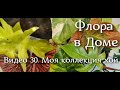 Видео 30. Моя коллекция хой