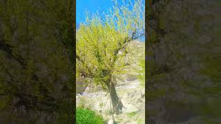 Green Field wheat crops #scenicviews# yt shorts#nature