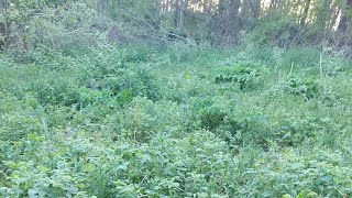 uk outdoor guerilla grow/ plant out of 4 realgorillaseeds & 13 autos urban_legends