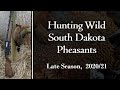 Late Season South Dakota Pheasant Hunting 2020-21