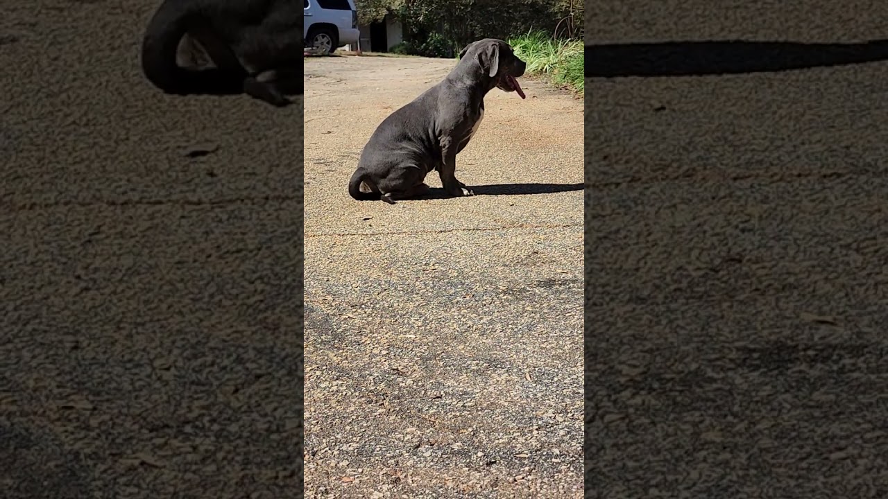 XL XXL Pitbull Puppies for Sale | XL Pit Bulls pitbull puppies