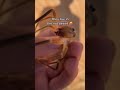 Unbelievable Encounters: Camel Spider Bites Finger! Mp3 Song