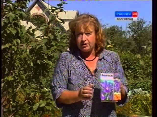 Посадка луковичных. Ирисы. Эремурус. Виды луков:декоративный лук.