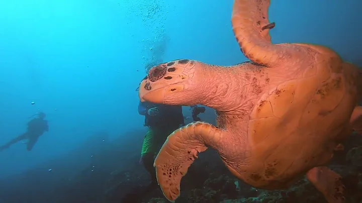Big Turtle Bonnaire